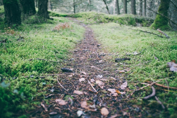 forest-trees-path-moss